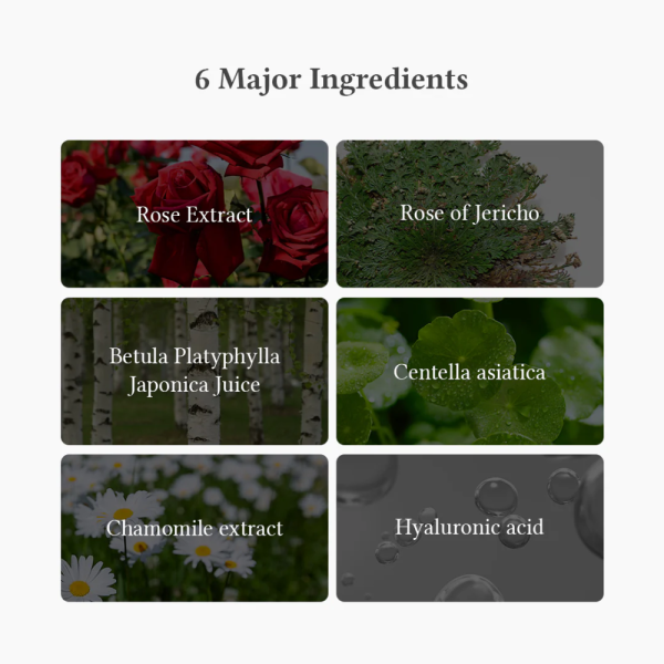 Oasis Soothing Mask (rose of jericho), 27g - Dr. Althea - Image 6